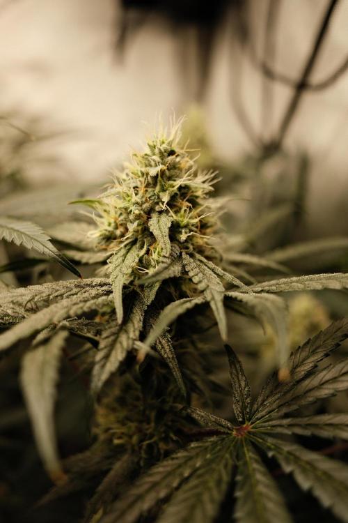 Gorilla Runtz - Seedsman. Week 9