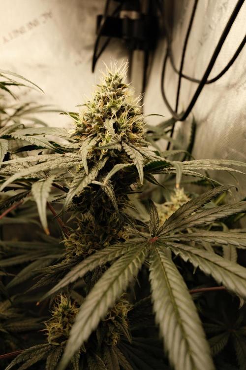 Gorilla Runtz - Seedsman. Week 9