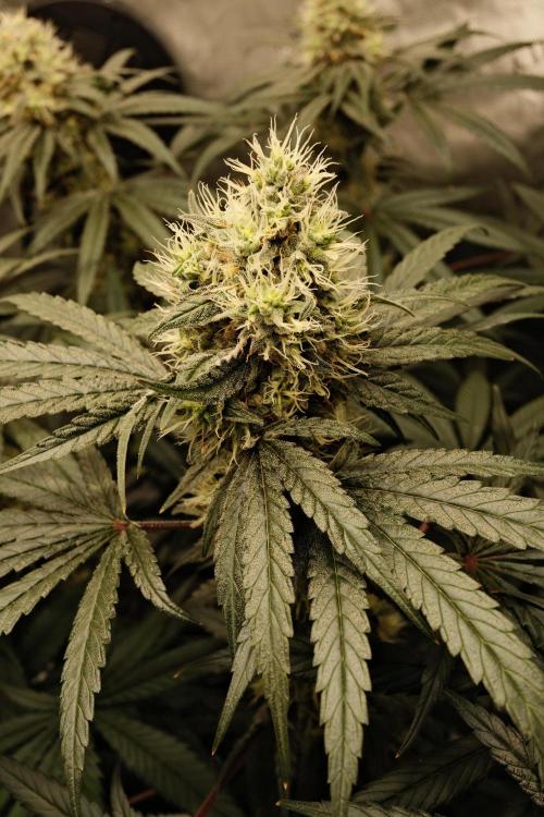 Gorilla Runtz - Seedsman. Week 9