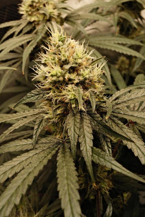 Gorilla Runtz - Seedsman. Week 9
