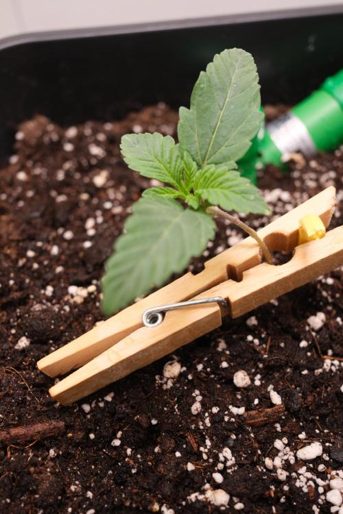 Golosa - Contest Grow - Delicious Seeds. Week 0