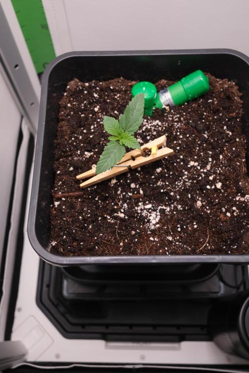 Golosa - Contest Grow - Delicious Seeds. Week 0