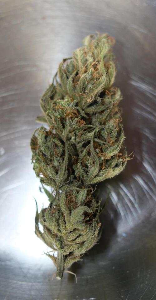 Strawberry Banana Auto - Outdoor. Week 12