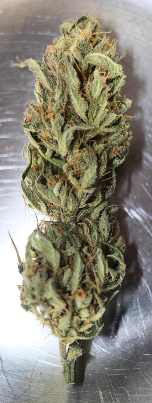 Strawberry Banana Auto - Outdoor. Week 12