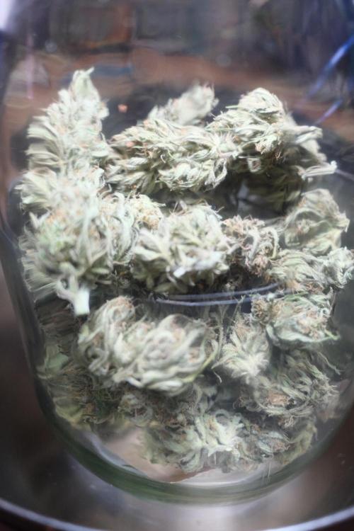 Strawberry Banana Auto - Outdoor. Week 12