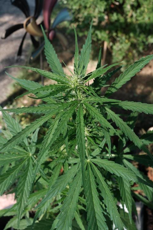 Auto Super Skunk - Outdoor. Week 4