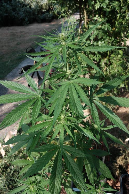 Auto Super Skunk - Outdoor. Week 4
