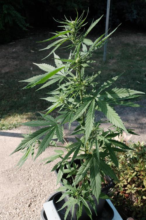 Auto Super Skunk - Outdoor. Week 4
