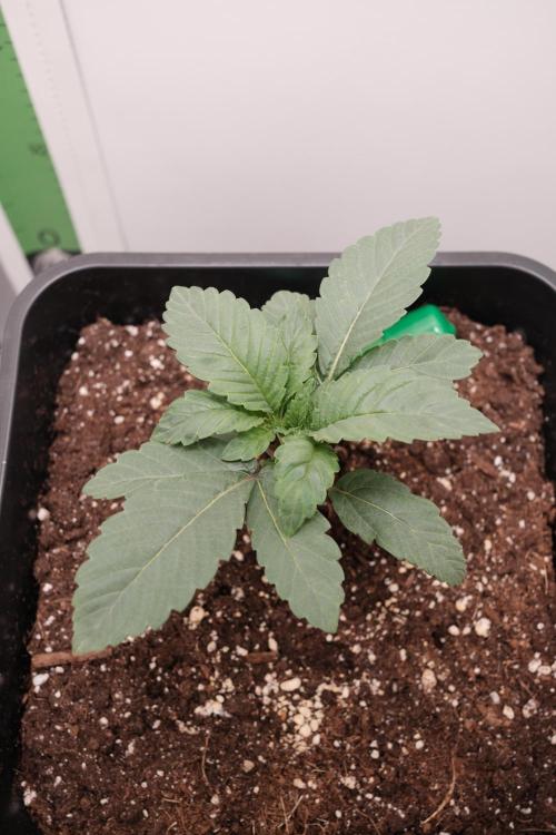 Golosa - Contest Grow - Delicious Seeds. Week 1