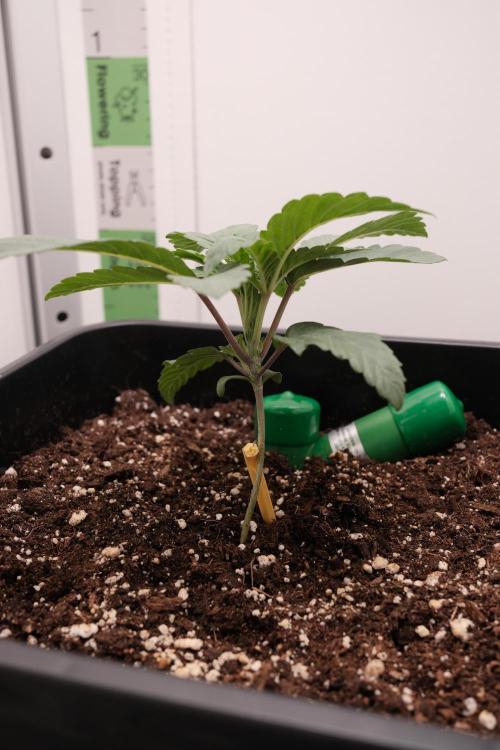 Golosa - Contest Grow - Delicious Seeds. Week 1