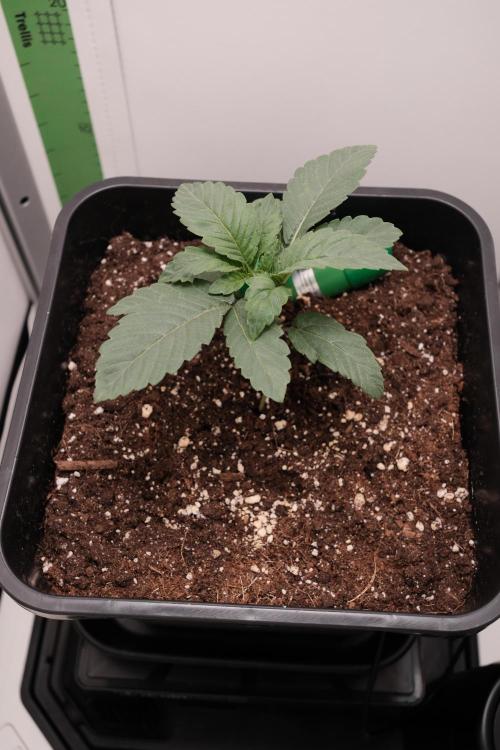 Golosa - Contest Grow - Delicious Seeds. Week 1