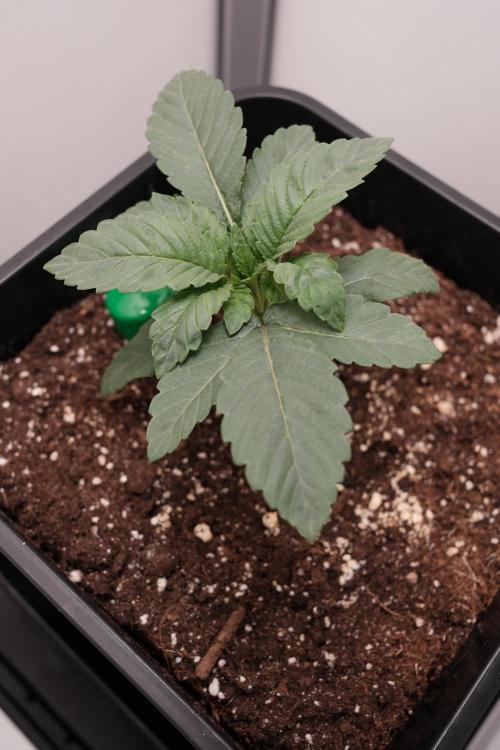 Golosa - Contest Grow - Delicious Seeds. Week 1