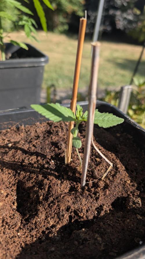 Sunset Sherbet - Outdoor. Week 0