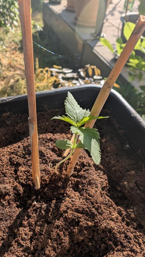 Sunset Sherbet - Outdoor. Week 0