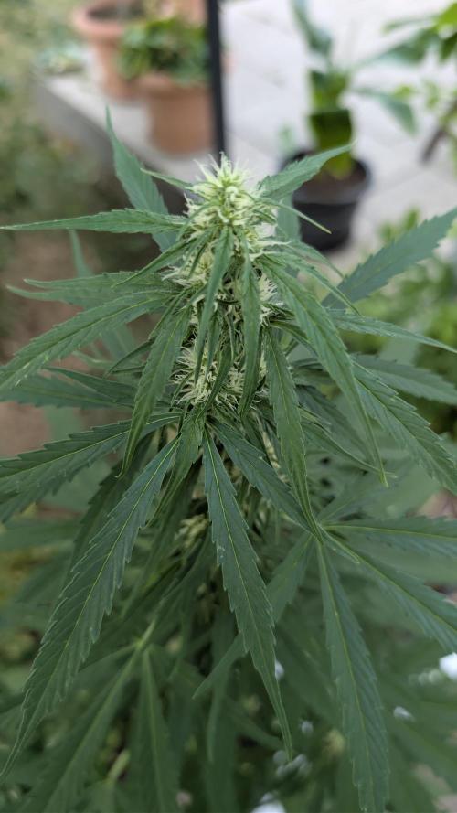Auto Super Skunk - Outdoor. Week 5