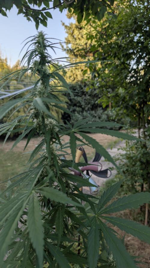Auto Super Skunk - Outdoor. Week 5