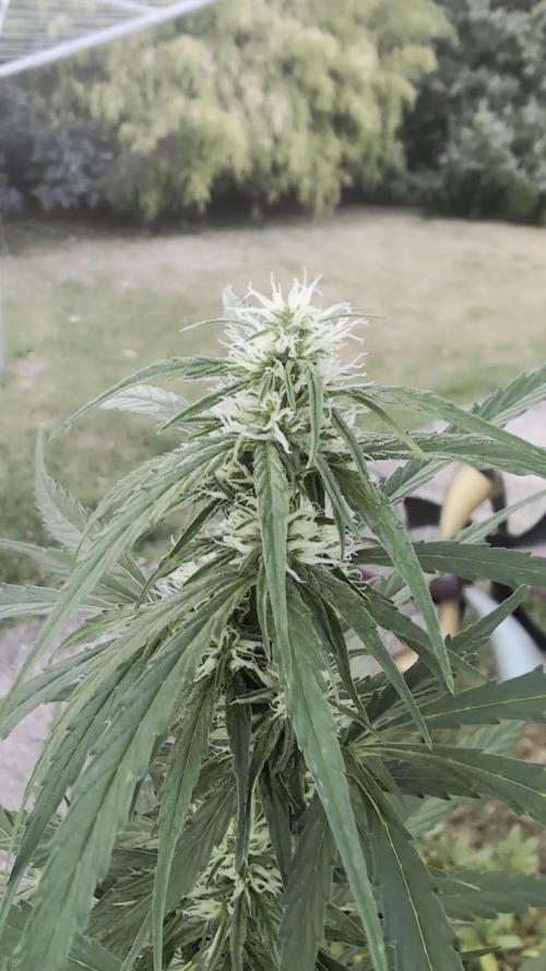 Auto Super Skunk - Outdoor