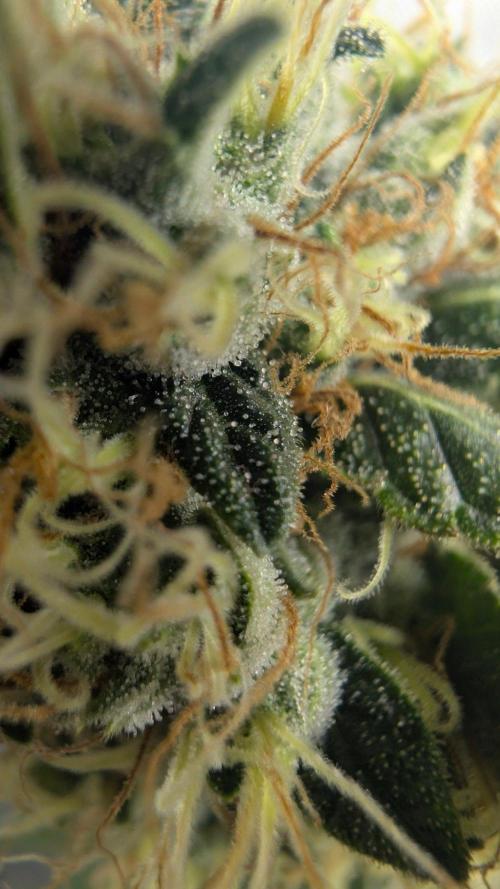 Blue Zushi - Ganja Farmer. Week 10