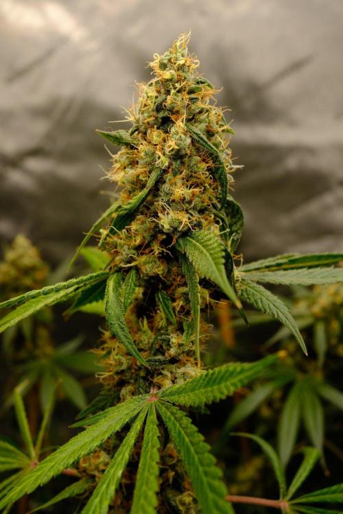 Blue Zushi - Ganja Farmer. Week 10