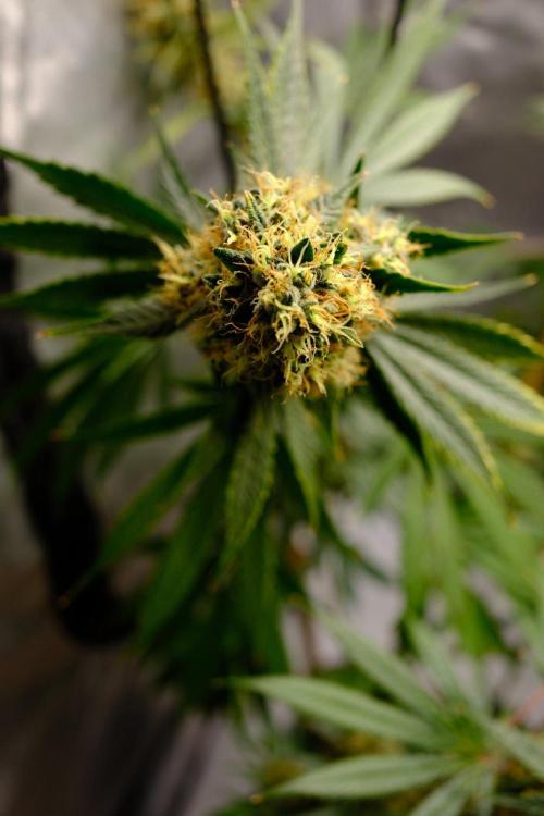 Blue Zushi - Ganja Farmer. Week 10