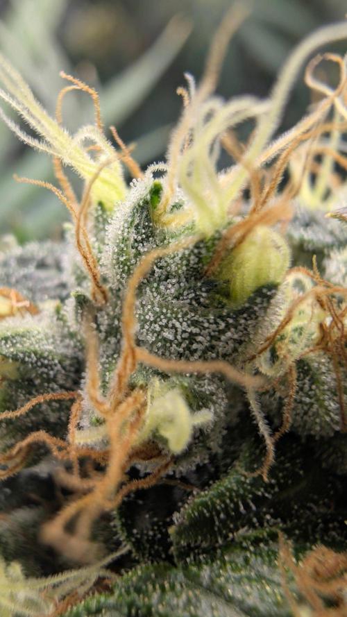 Blue Zushi. Week 10