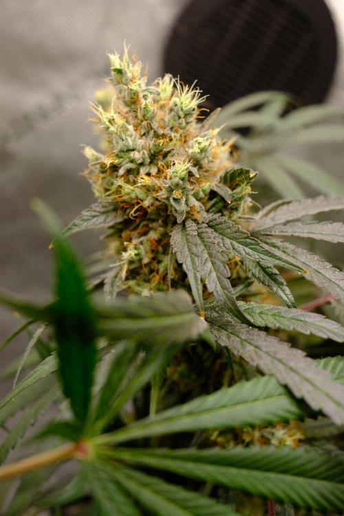 Gorilla Runtz - Seedsman. Week 10