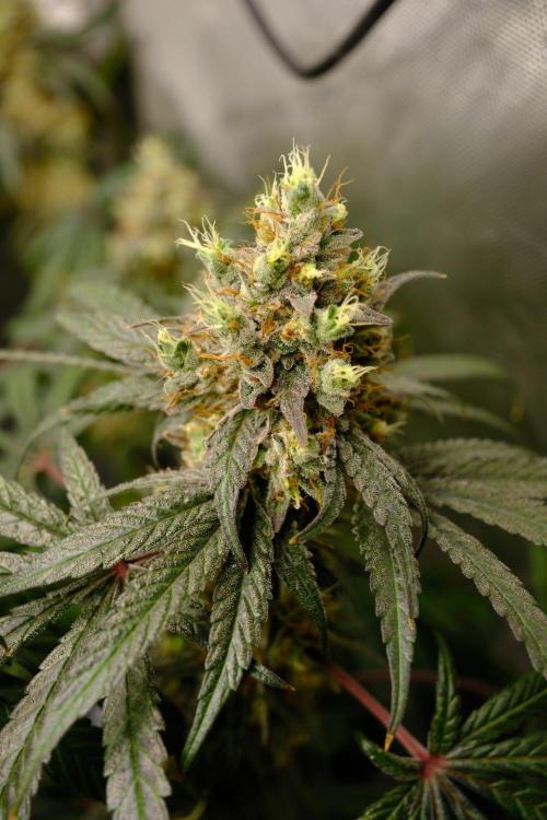 Gorilla Runtz - Seedsman. Week 10