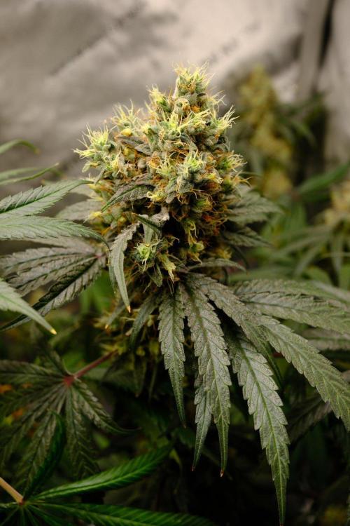 Gorilla Runtz - Seedsman. Week 10