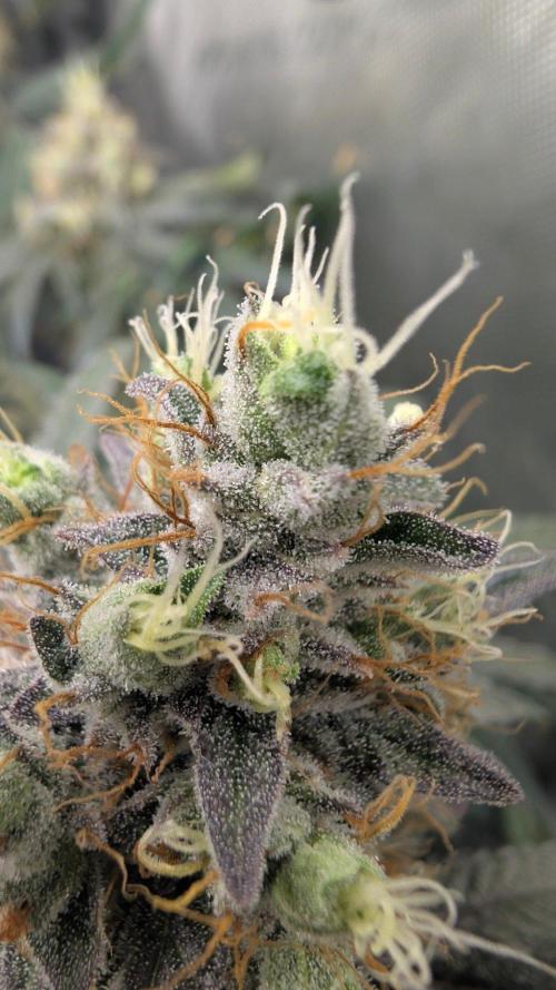 Gorilla Runtz - Seedsman. Week 10