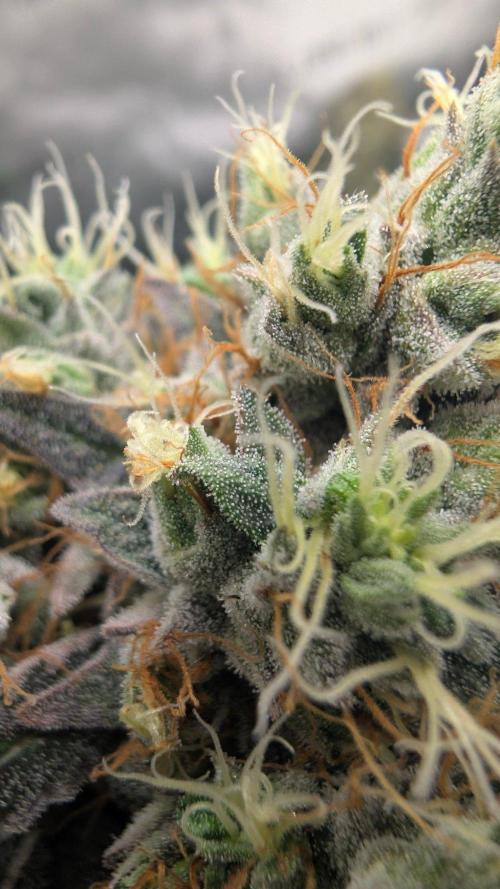 Gorilla Runtz - Seedsman. Week 10