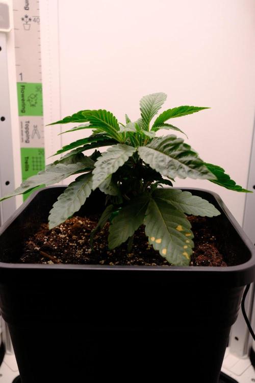Golosa - Contest Grow - Delicious Seeds. Week 2