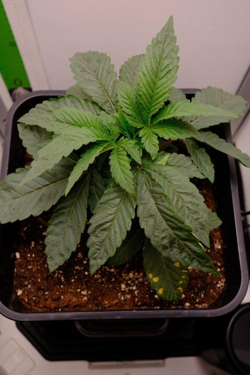 Golosa - Contest Grow - Delicious Seeds. Week 2