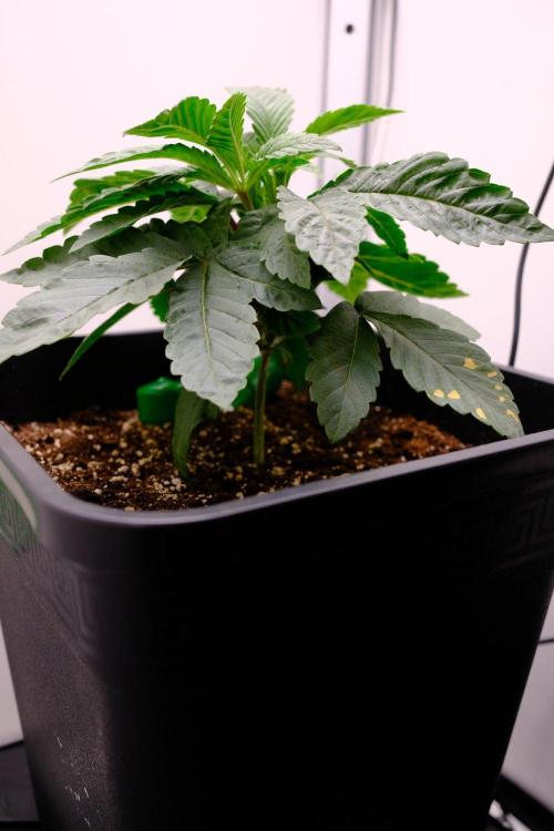 Golosa - Contest Grow - Delicious Seeds. Week 2