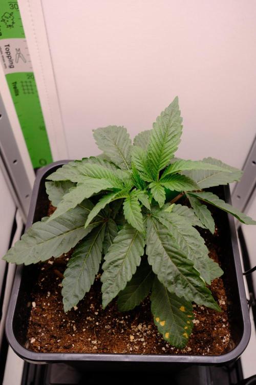 Golosa - Contest Grow - Delicious Seeds. Week 2