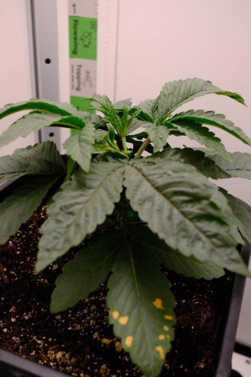 Golosa - Contest Grow - Delicious Seeds. Week 2