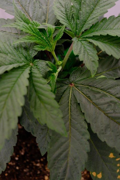 Golosa - Contest Grow - Delicious Seeds. Week 2
