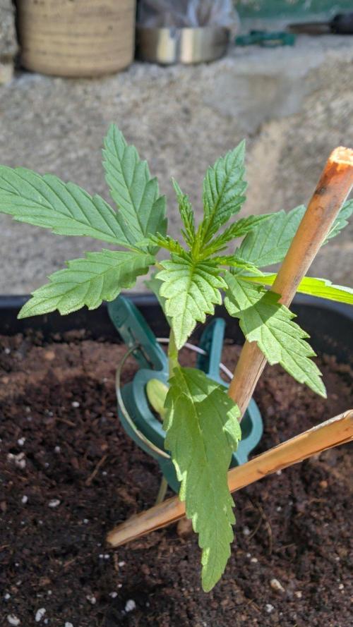 Sunset Sherbet - Outdoor. Week 1