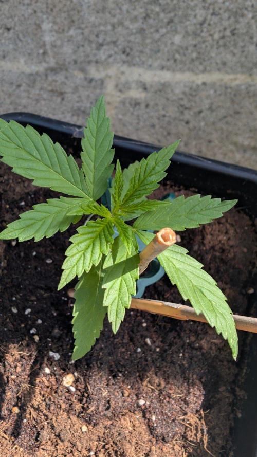 Sunset Sherbet - Outdoor. Week 1
