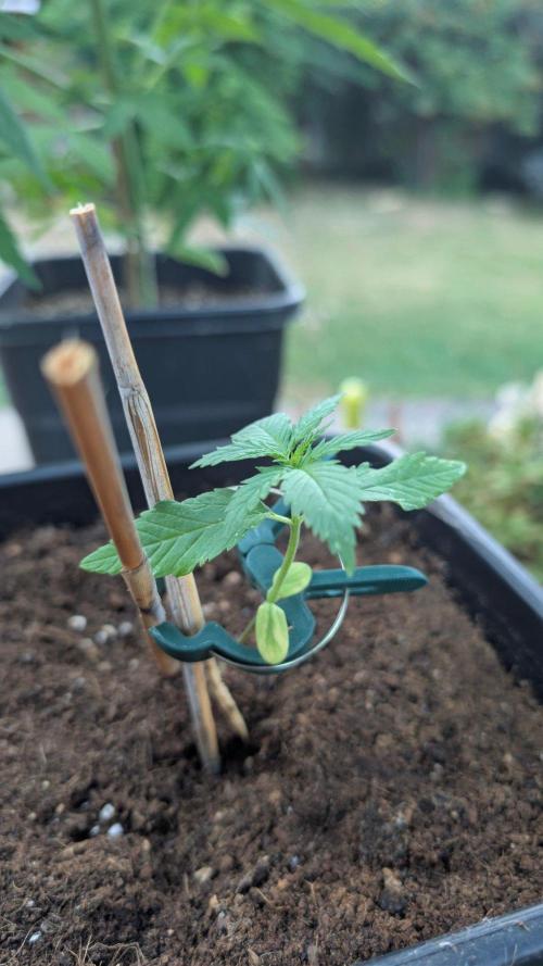 Sunset Sherbet - Outdoor. Week 1