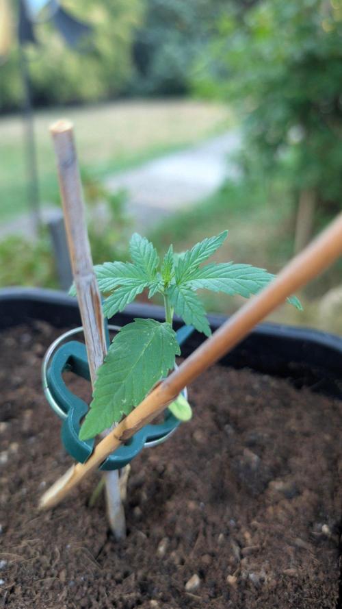 Sunset Sherbet - Outdoor. Week 1