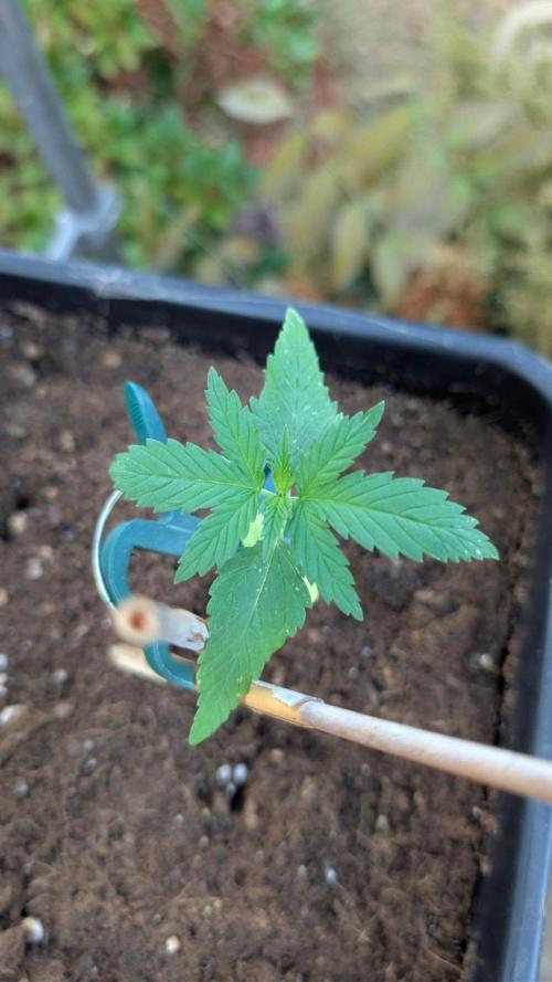 Sunset Sherbet - Outdoor. Week 1