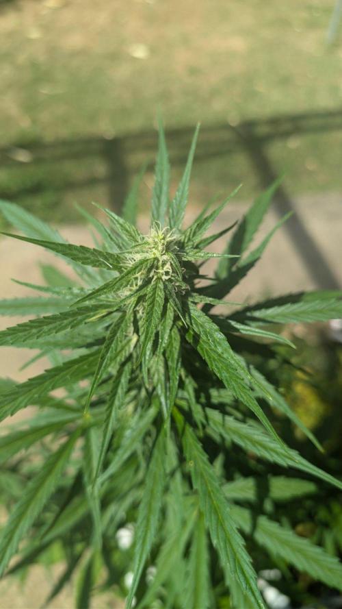 Auto Super Skunk - Outdoor. Week 6