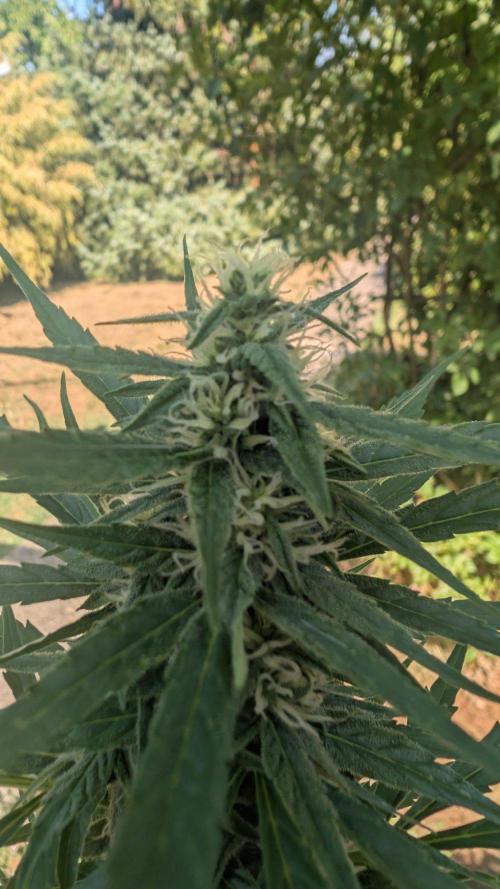 Auto Super Skunk - Outdoor. Week 6