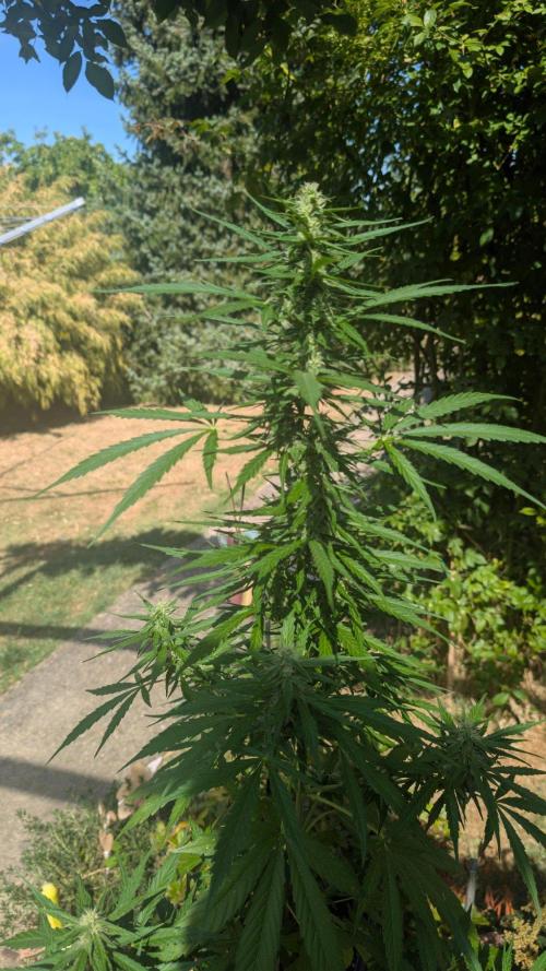 Auto Super Skunk. Week 6