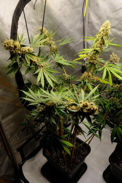 Gorilla Runtz - Seedsman. Week 11