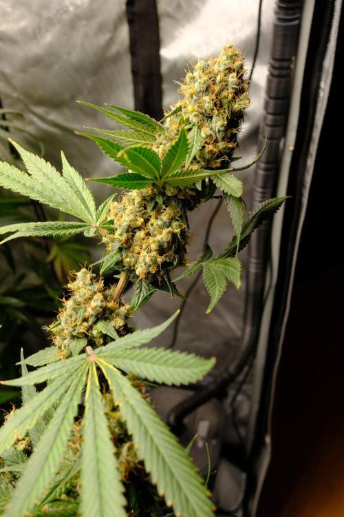 Gorilla Runtz - Seedsman. Week 11