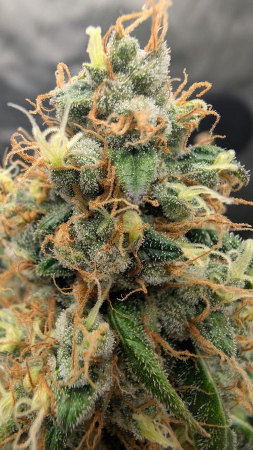 Gorilla Runtz - Seedsman. Week 11