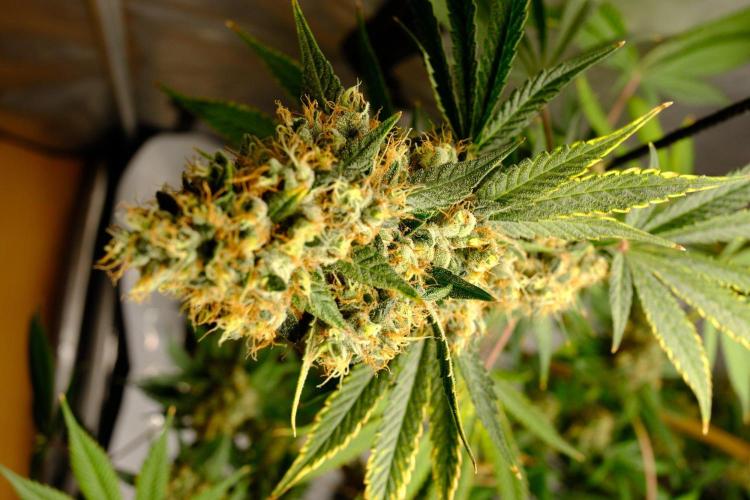 Gorilla Runtz - Seedsman. Week 11