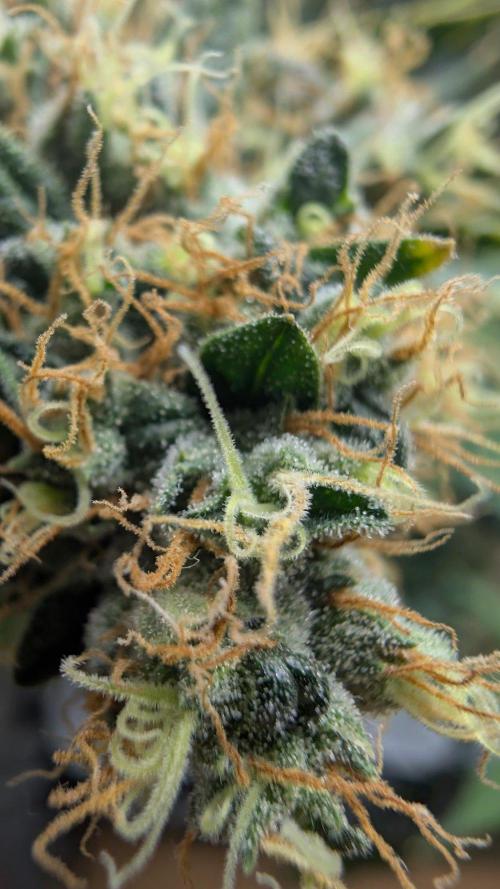 Gorilla Runtz - Seedsman. Week 11