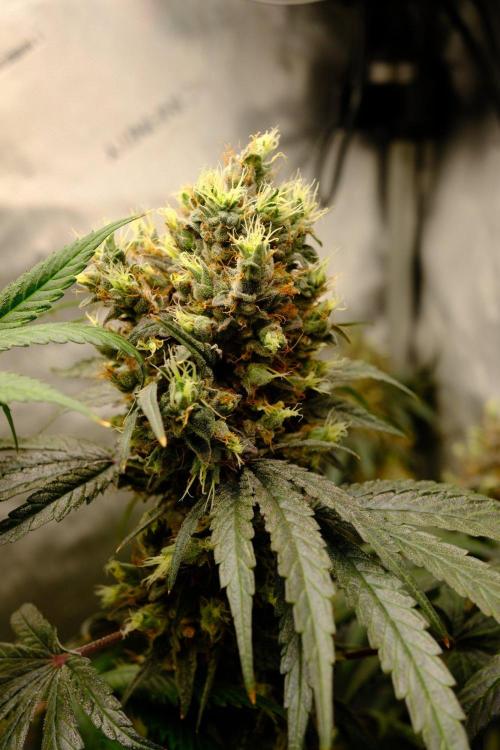 Gorilla Runtz - Seedsman. Week 12